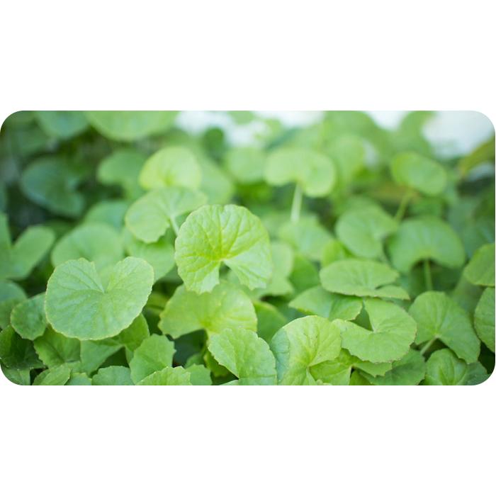 Brahmi Gotu Kola Organic India 90 kapslar