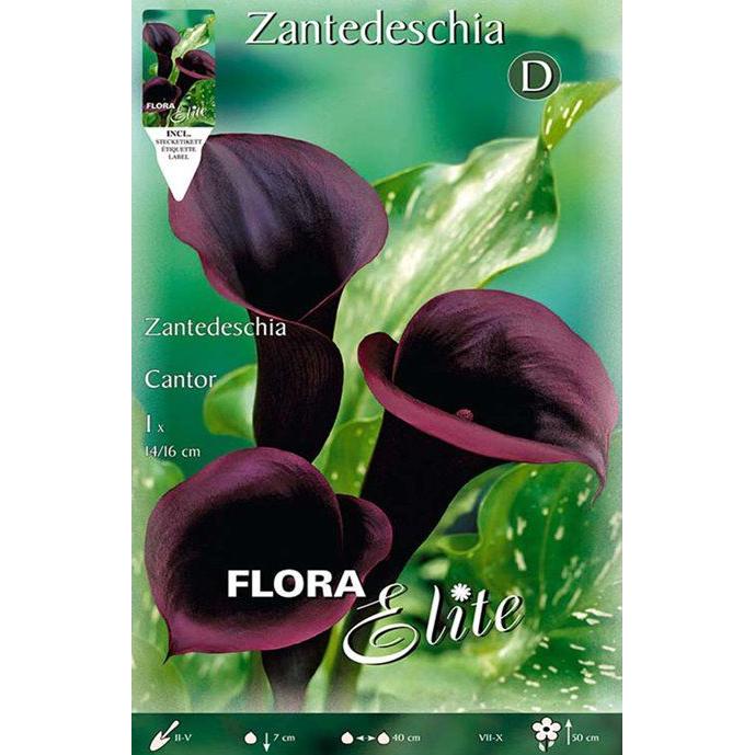Black Calla Lily Bulb Cantor 1 pc