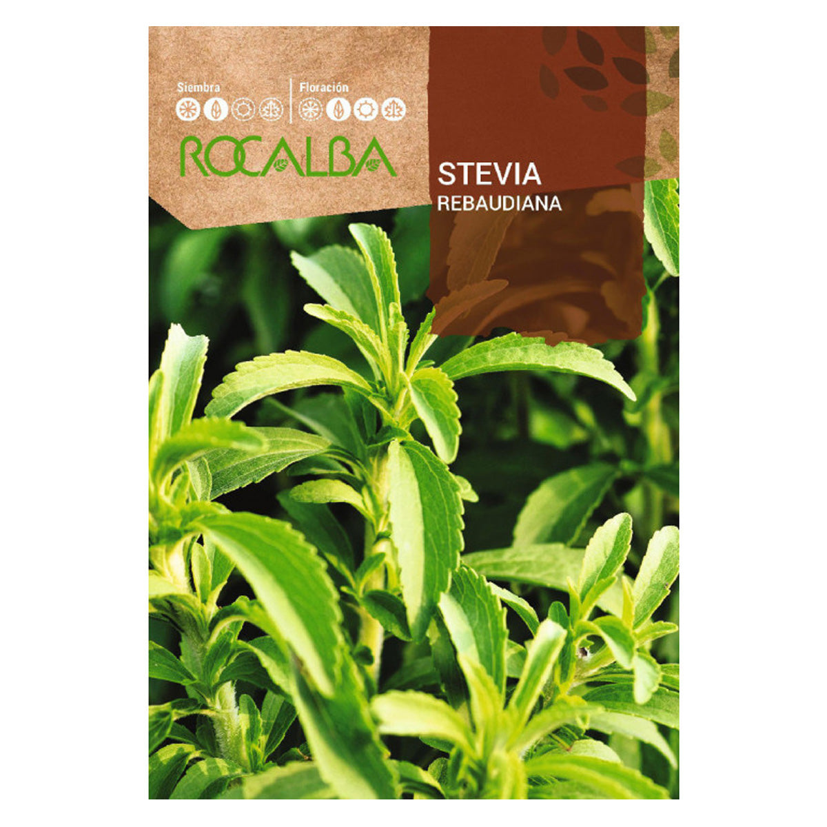 Stevia rebaudiana seeds, Rocalba