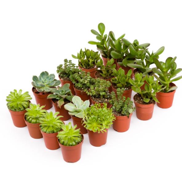 Taca Crasas 8,5 cm 12 und