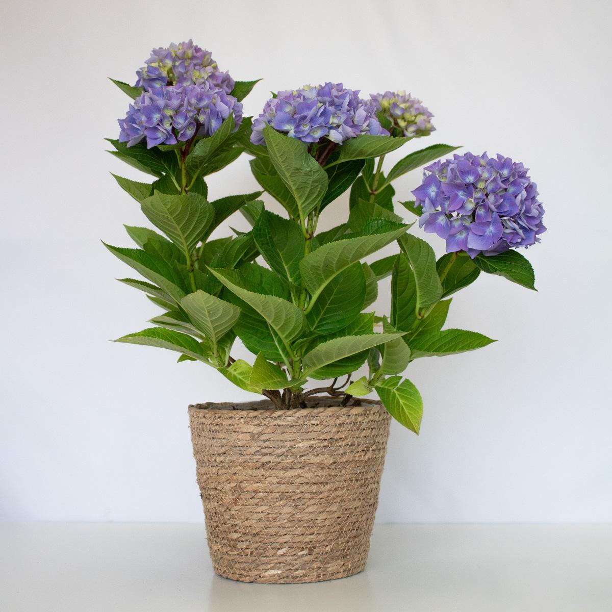 Hortensie Blau 50-60 cm