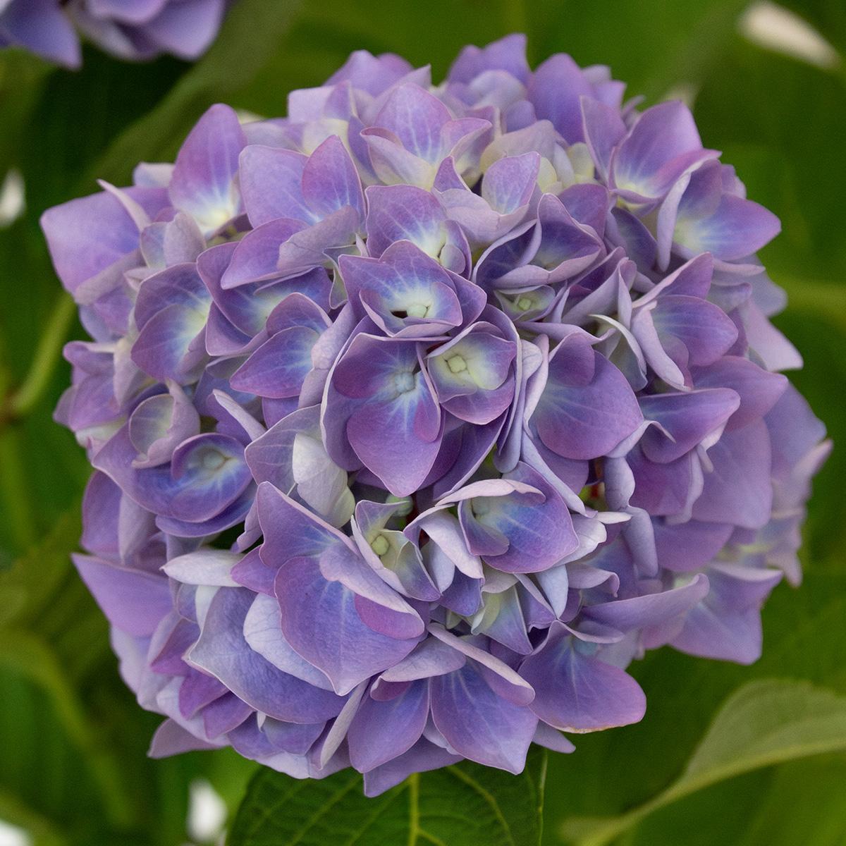 Hortensie Blau 50-60 cm