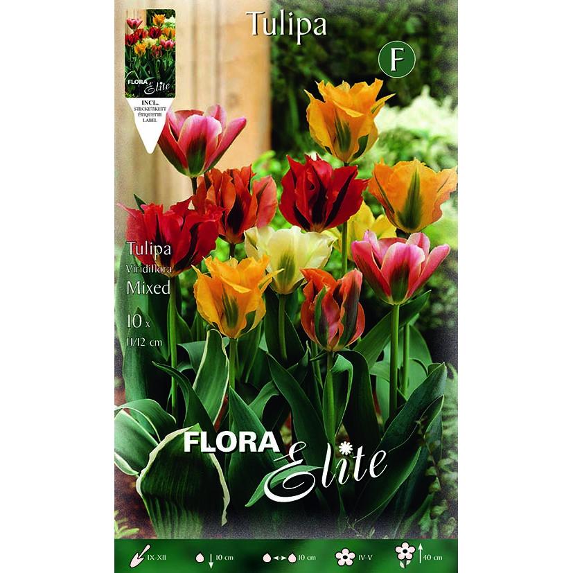 Bollen Tulip viridiflora mix 7 stuks