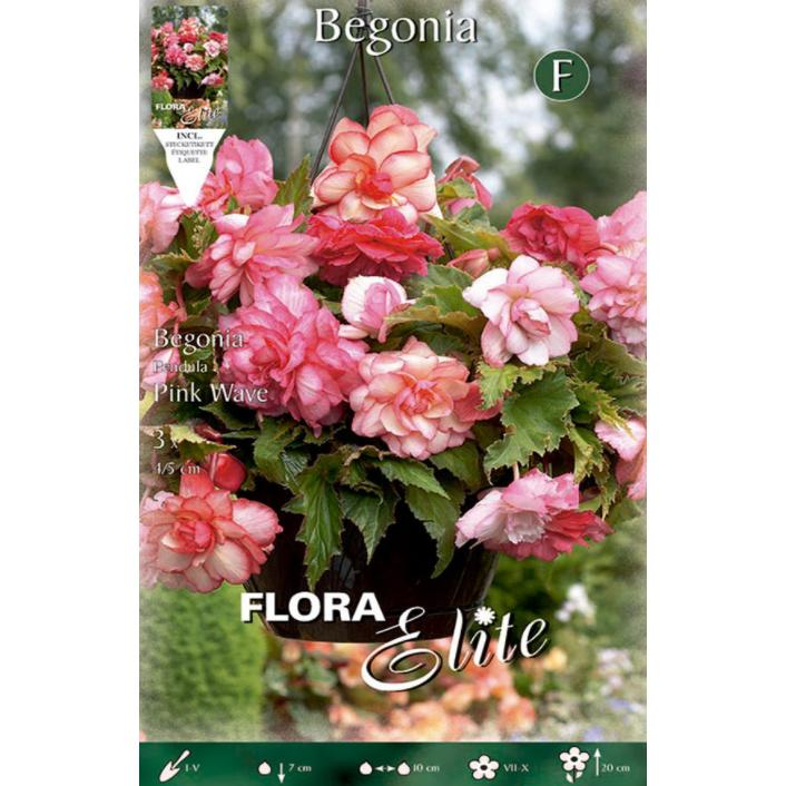 Hybride begonia-bol Roze knop 3 stuks