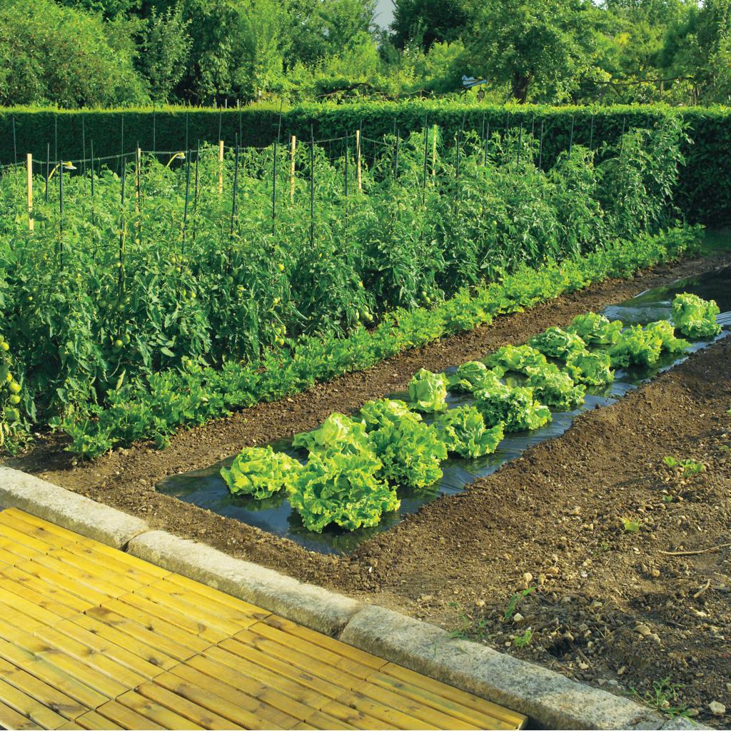 Mikroperforowana folia mulczująca Terrafilm Nortene 1,4 x 10 m