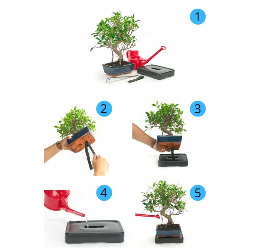 Système d'auto-arrosage pour bonsaïs 15 cm