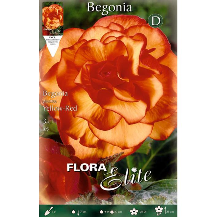 Begonia Double Picotte-bol 3 stuks