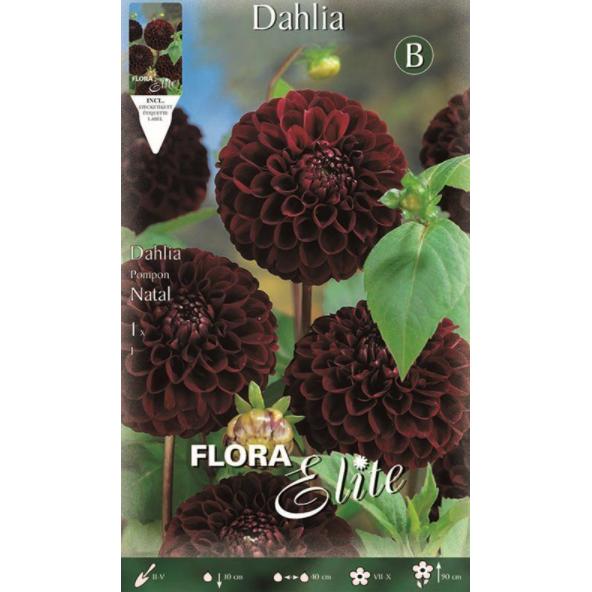 Black Pom Pom Dahlia Bulb Natal 1 unit