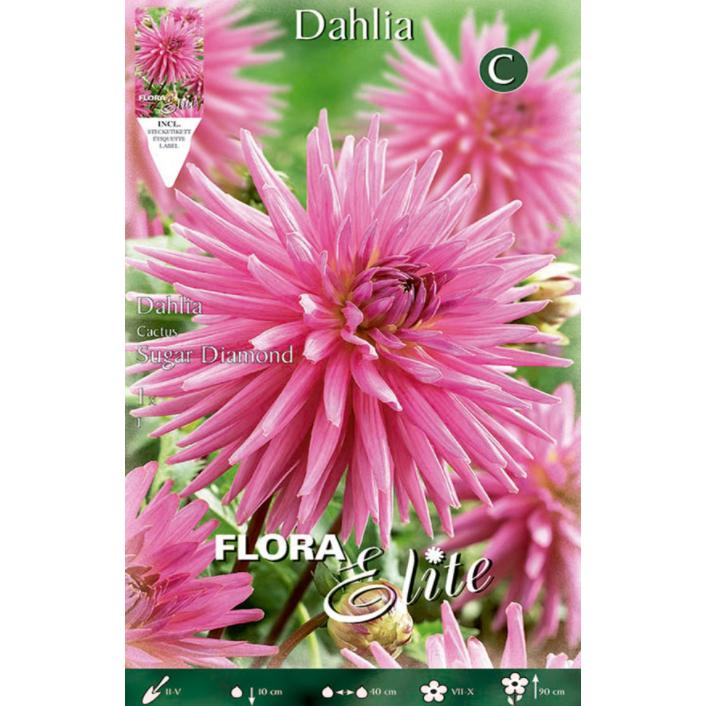 Bulbe de dahlia cactus violet 1 unité