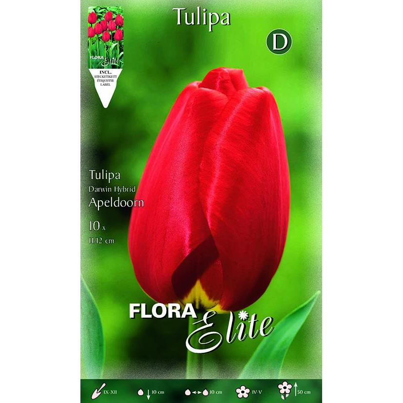 Bulbes de tulipes rouges 10 unités