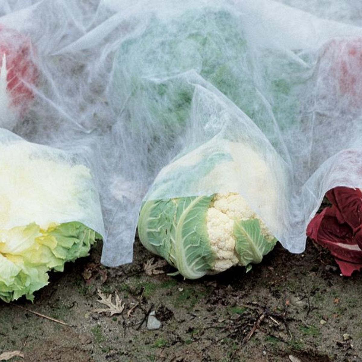 Verdemax anti-frost crop protection fabric 4 x 5 m