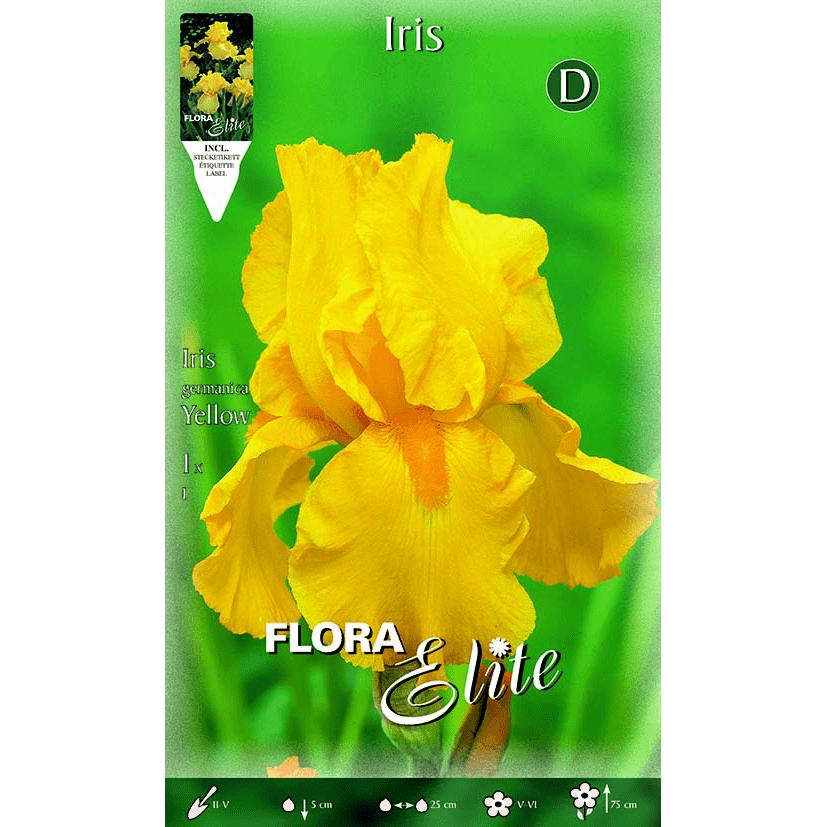 Bulbo di iris germanico giallo 1 pz