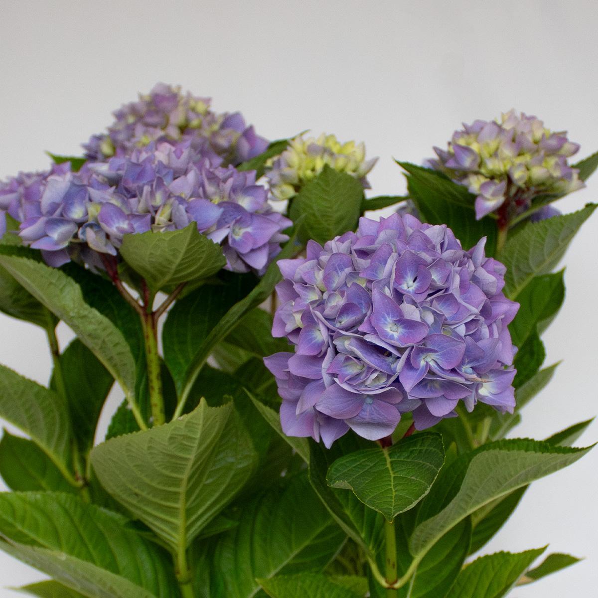 Hortensie Blau 50-60 cm