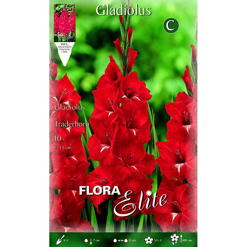 Red Gladiolus Bulbs with White Buttons, 10 pcs