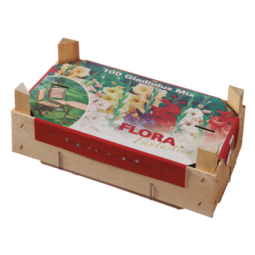 Pudełko Tray Gladiolos 100 szt.