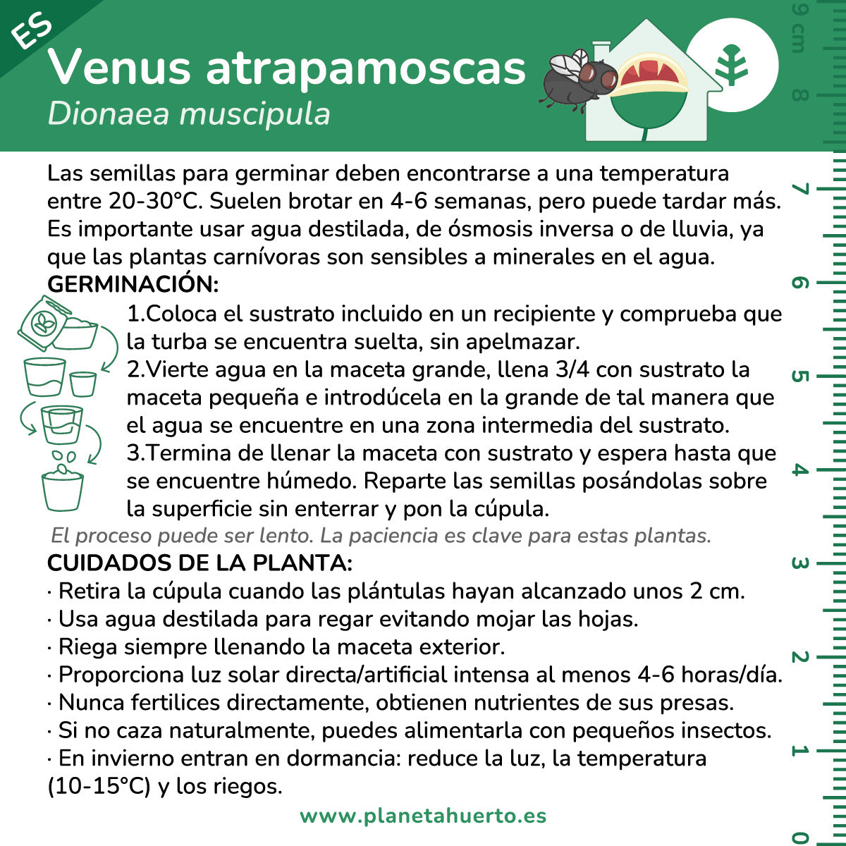 Kit di autocoltivazione Trappola di Venere pianta carnivora Pianeta giardino