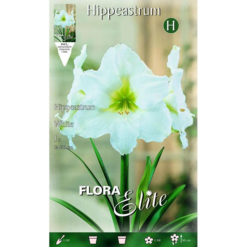 White Amaryllis Bulb 1 pc