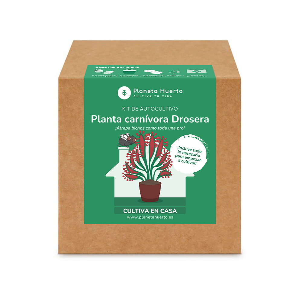 Kit di autocoltivazione Pianta carnivora Drosera Drosera Planeta Huerto