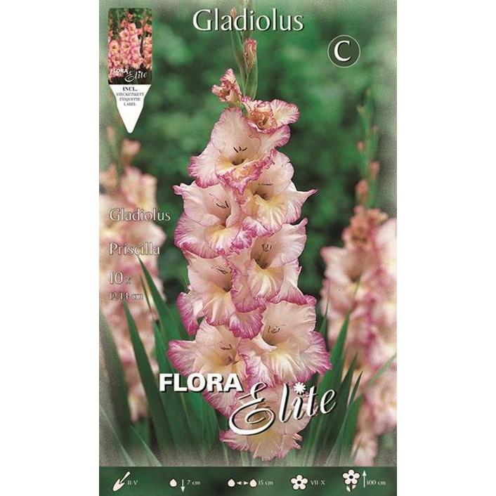 Cebulka gladioli białej prążkowanej różowej 10 szt.