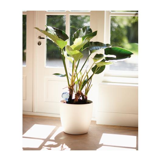 Przezroczysta wanienka Aqua Care Elho