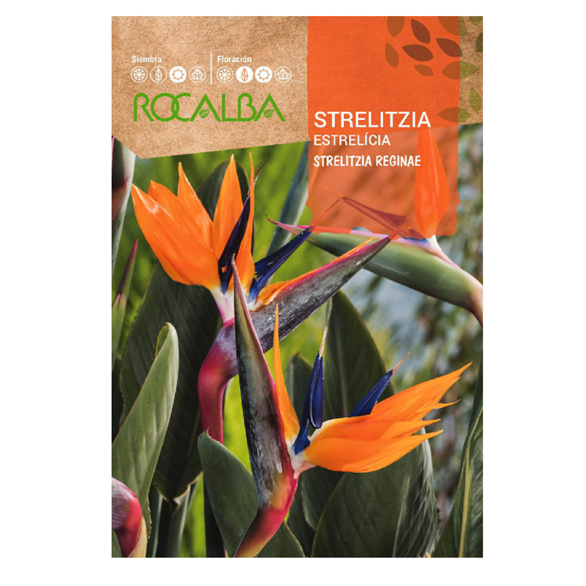 Graines d'oiseau de paradis Strelitzia, Rocalba