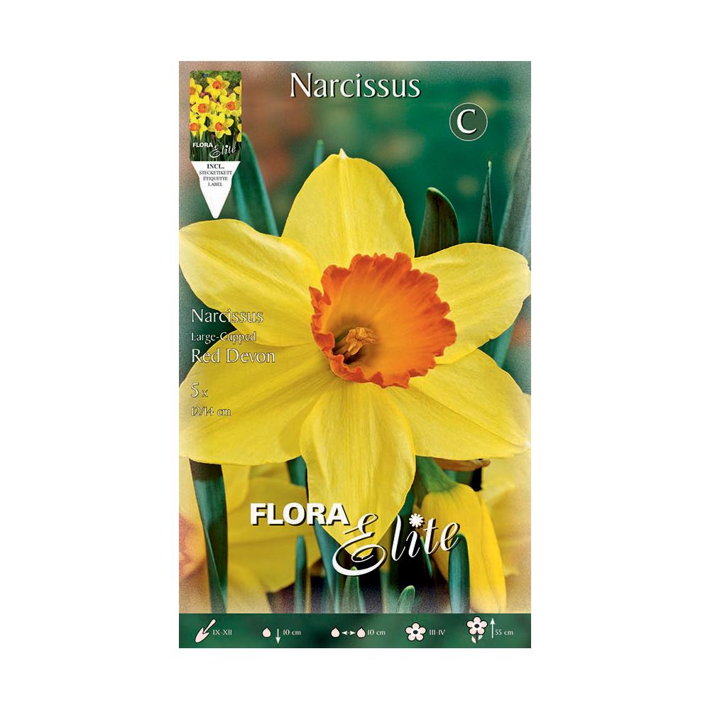 Yellow-orange trumpet daffodil bulbs, 5 pcs