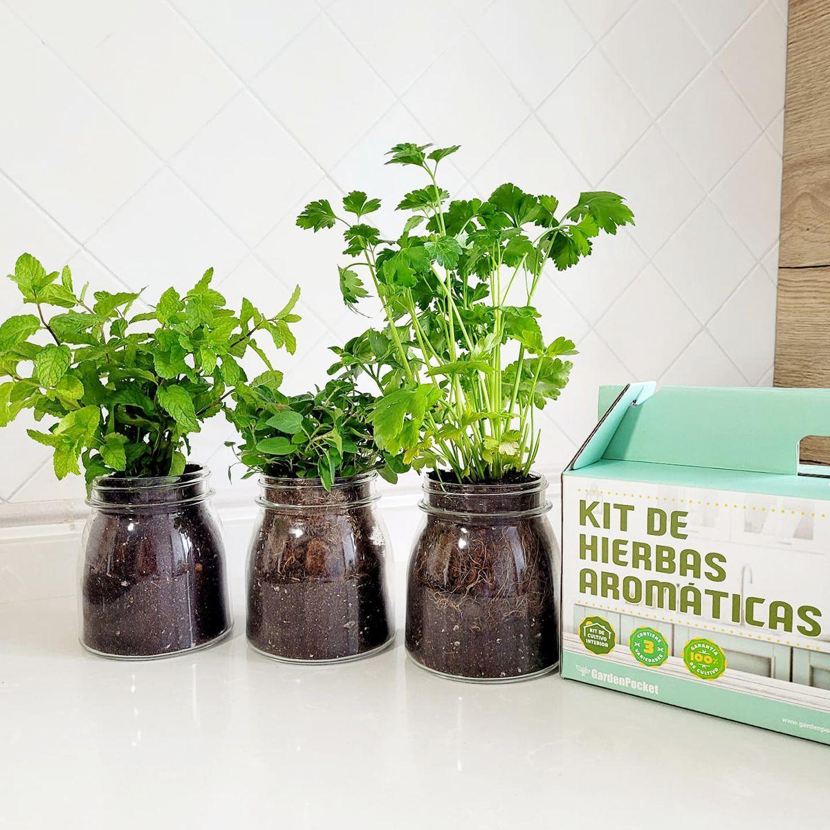 Indoor Herb Growing Kit: Oregano, Coriander and Mint