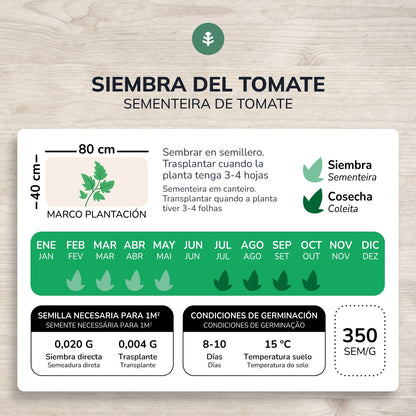 Graines de tomates bio marmande Raf Planeta Huerto