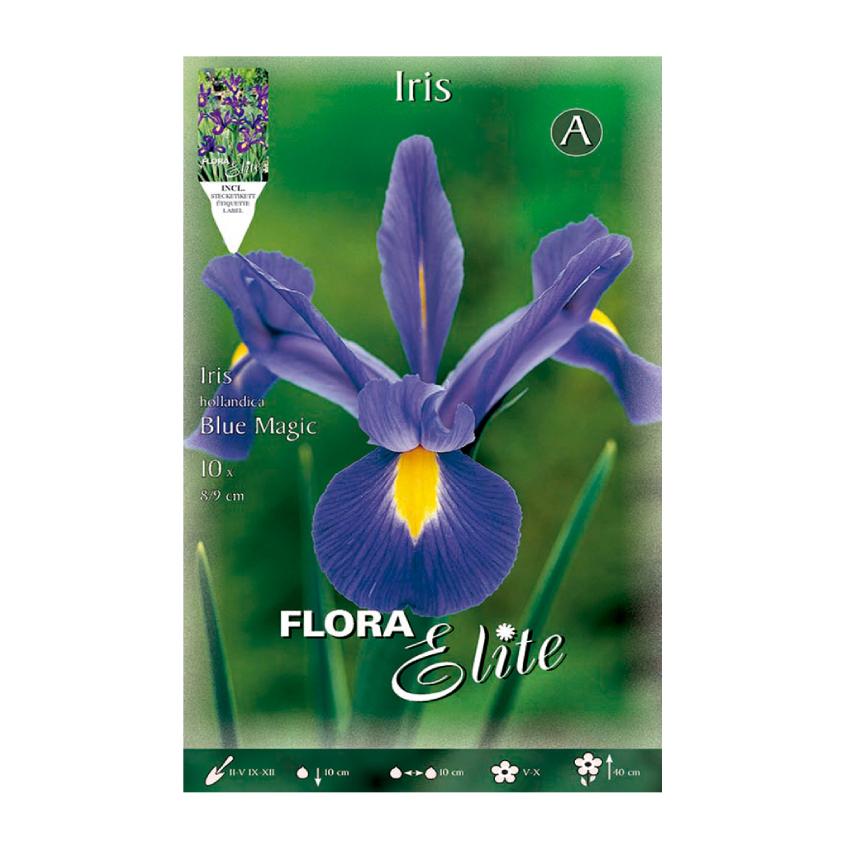 Blue Dutch Iris Bulbs 10 pcs