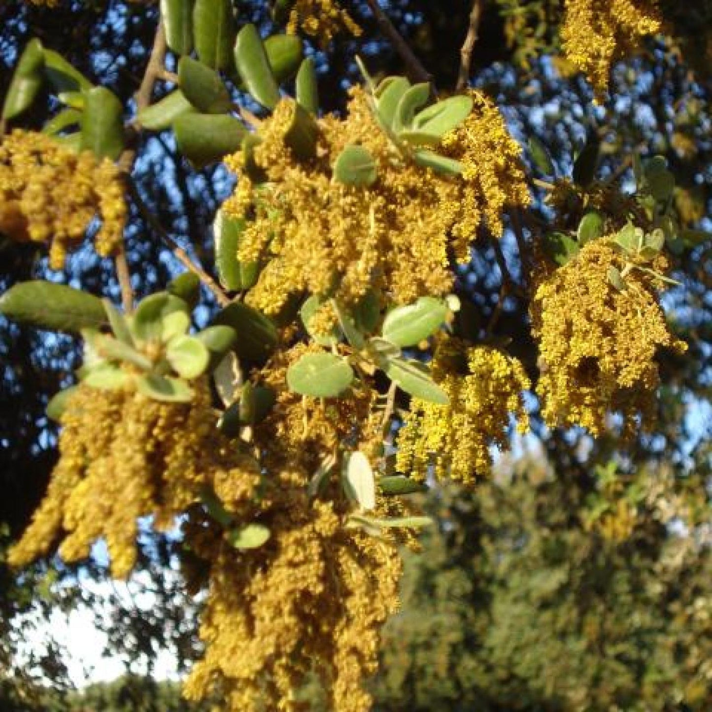 Ökologischer Berghonig, Bona Mel 900 g