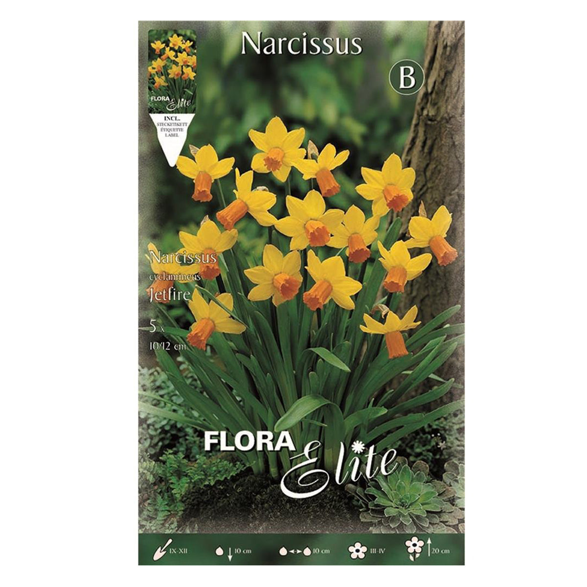 Bollen Narcis Jetfire geeloranje 5 stuks