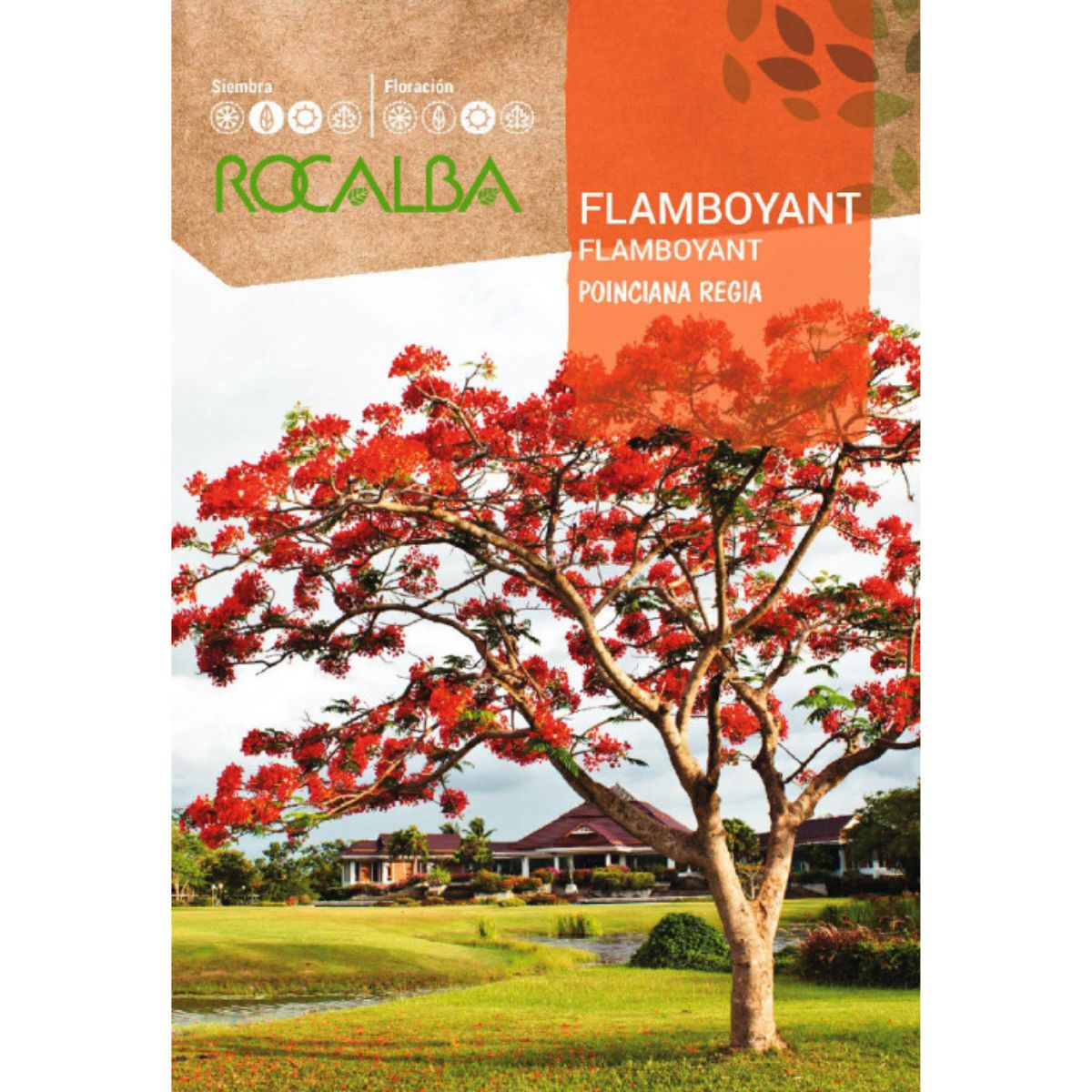 Nasiona flamboyantu Ponciana regia