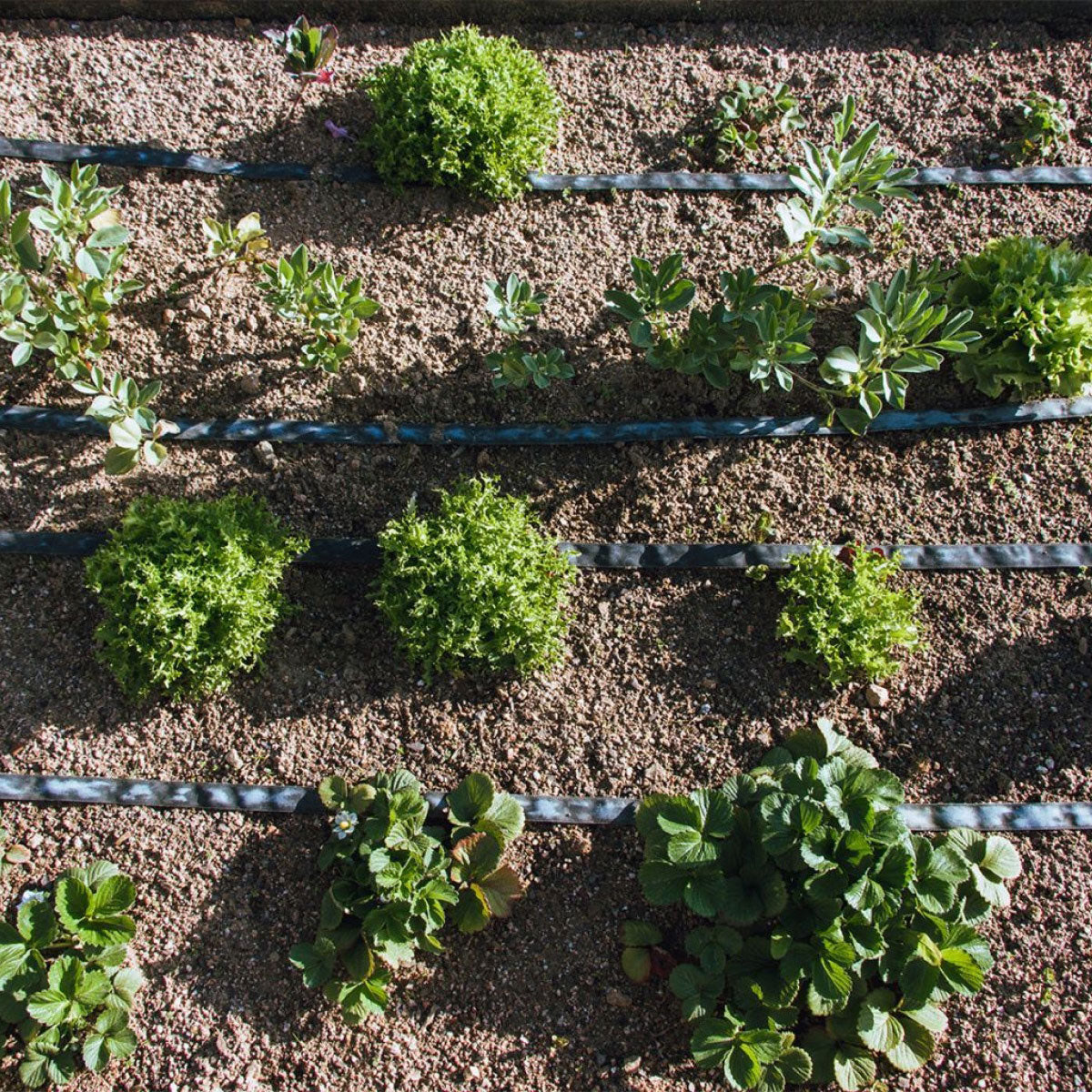 Garden Planeta Huerto exudation roll 50 m