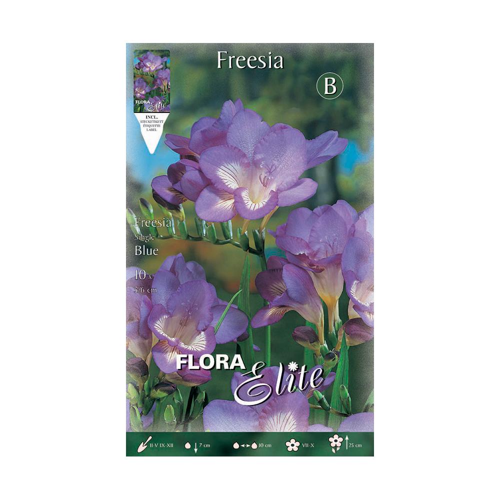 Cebulki frezji niebieskiej 10 szt.
