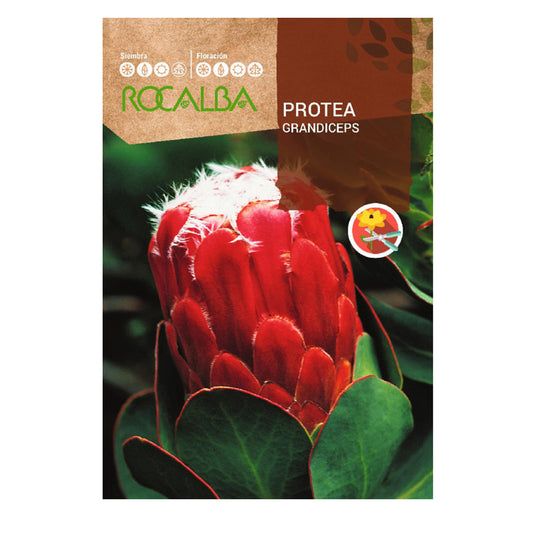 Semi di Protea Grandiceps, Rocalba
