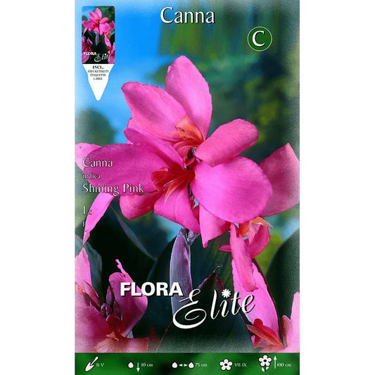 Canna-lök rosa med gröna blad 1 st