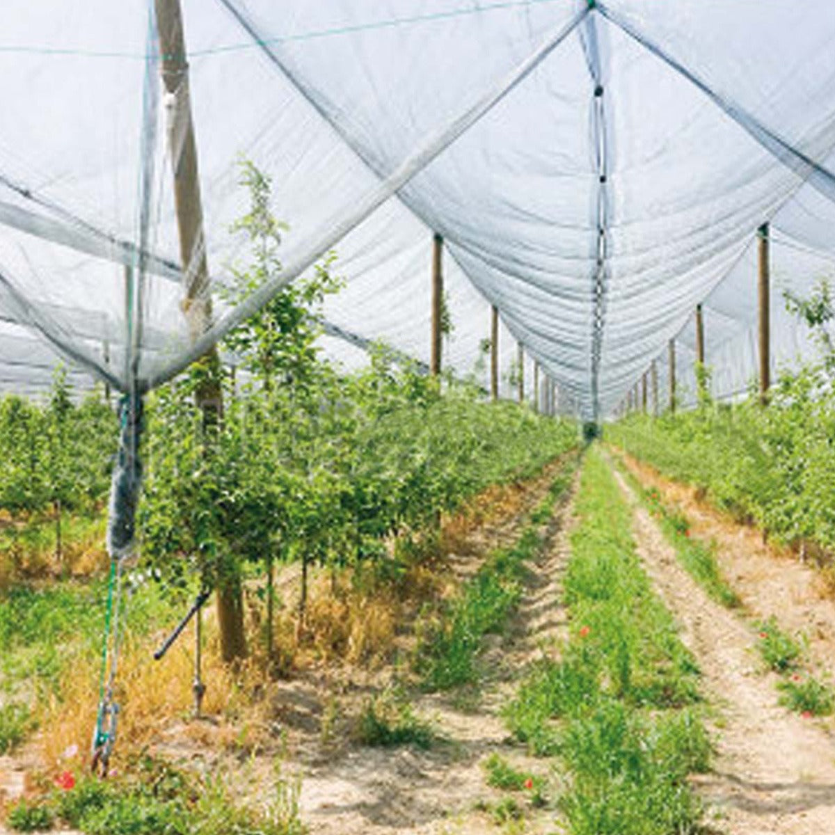 Filet anti-grêle Verdemax 4 x 10 m