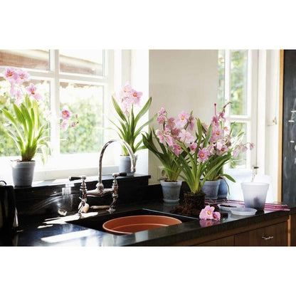 Orchideentopf Green Basics Elho Transparent 17 cm