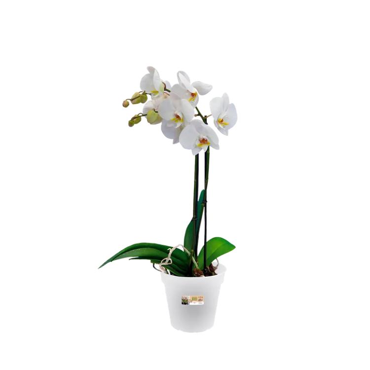 Pot pour orchidées Green Basics Elho transparent 17 cm