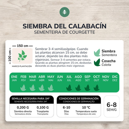 Organic Zucchini Black Beauty seeds Planeta Huerto