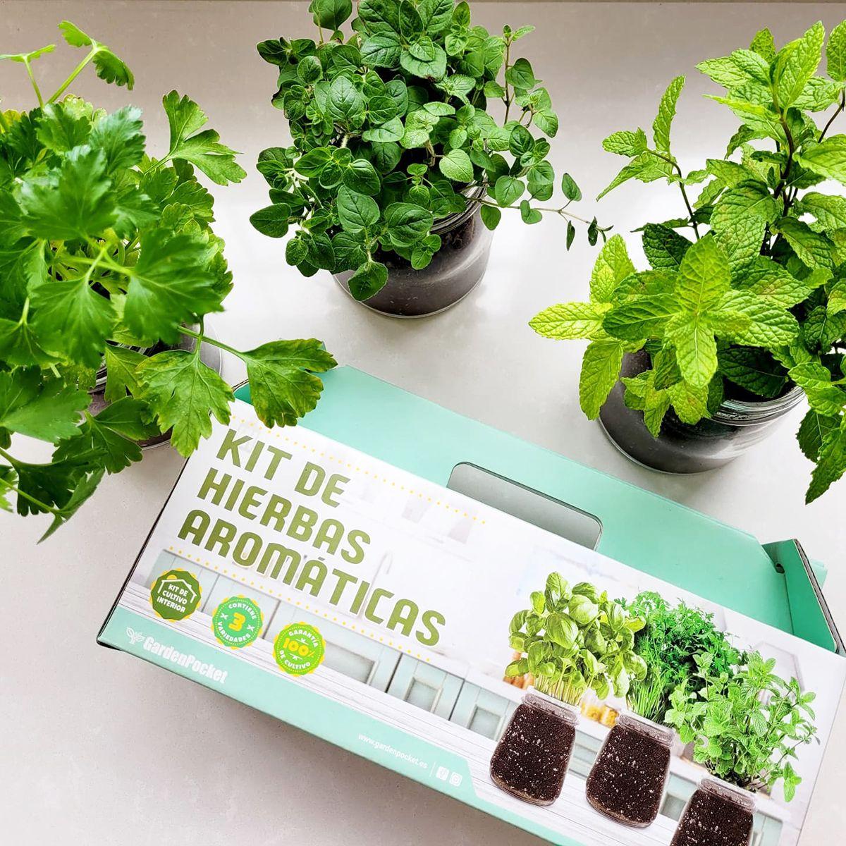 Indoor Herb Growing Kit: Oregano, Coriander and Mint