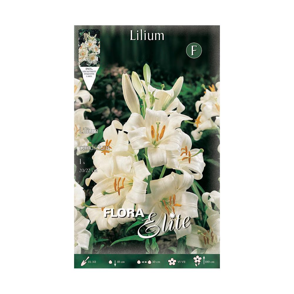 Bulbo di giglio Lilium candicum 1 pz