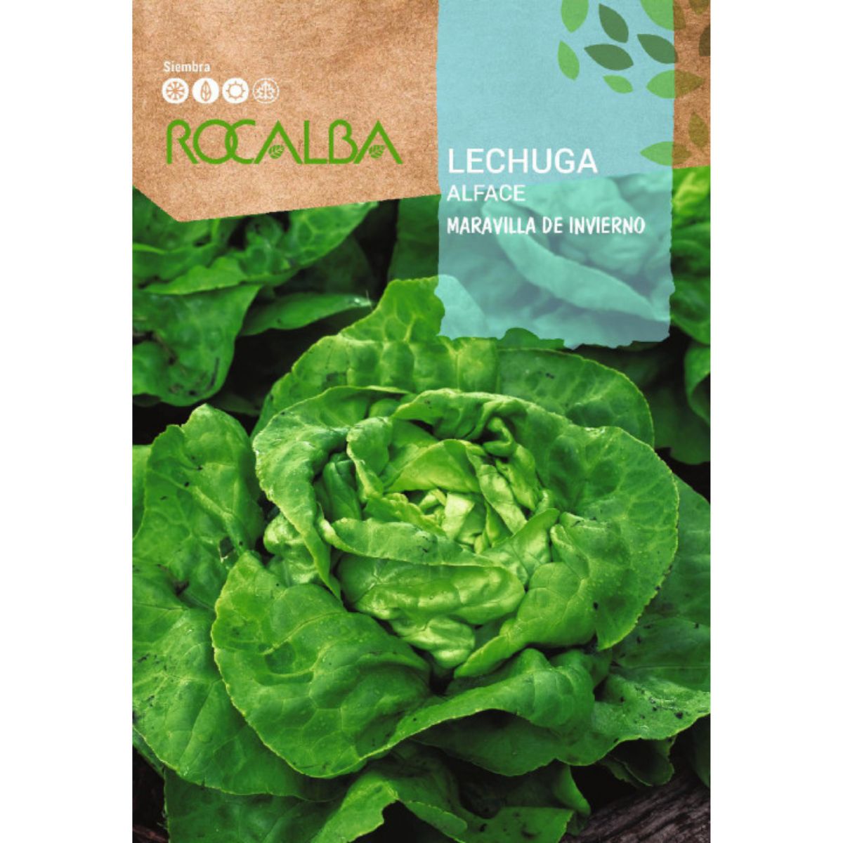 Winterwunder-Salatsamen