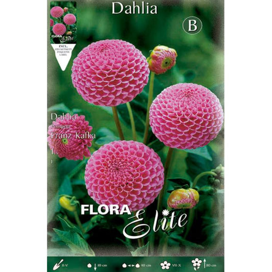 Bulbe de dahlia Pom Pom rose