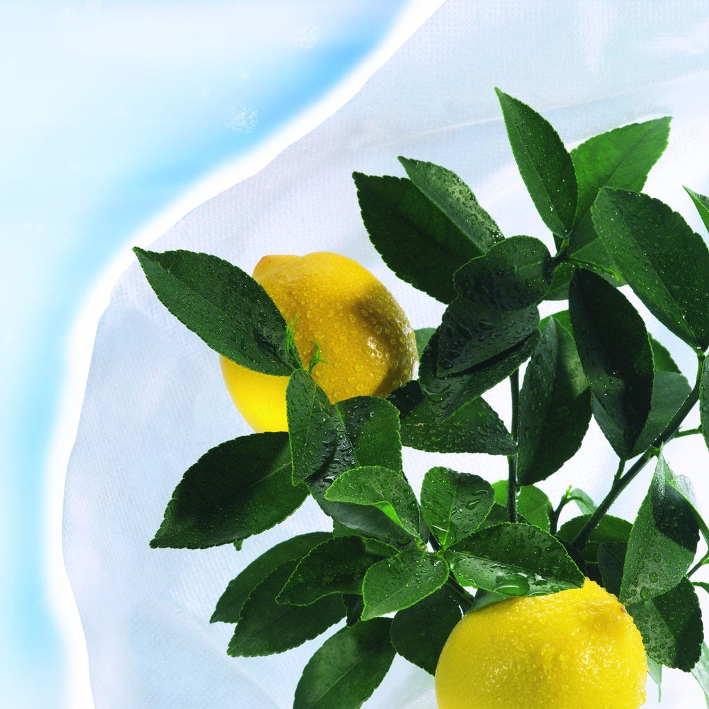 Hiversac Deco Nortene Anti-Frost Hibernation Cover, 3 pcs