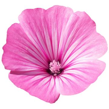 Gel detergente Basis Sensitive Lavera 125 ml