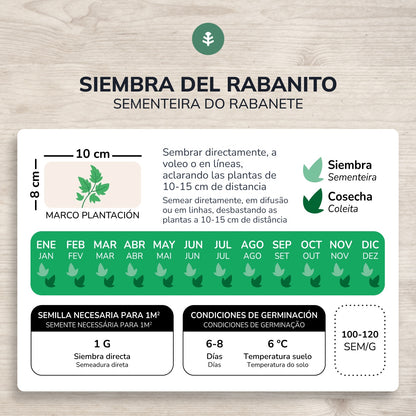 Semi biologici di Ravanello rosso rotondo saxa Planeta Huerto