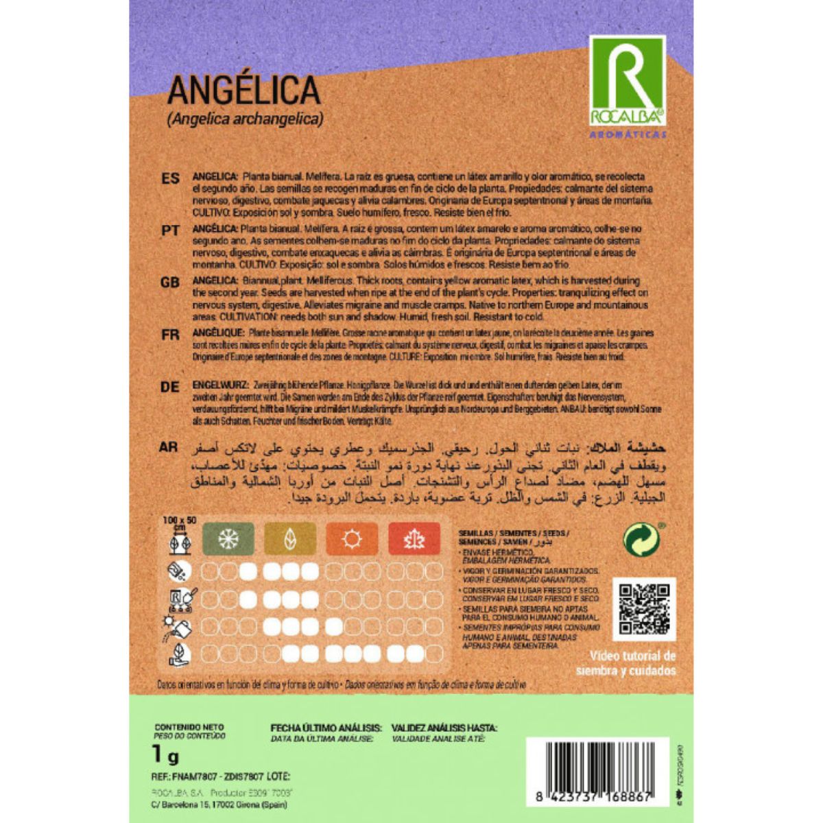Semi di angelica