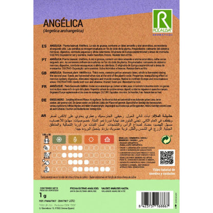 Semi di angelica