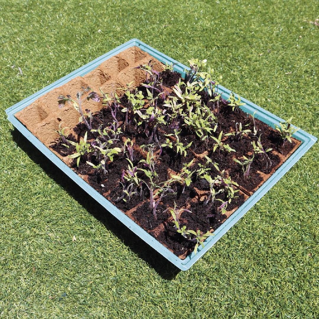 Saatgut-Set L mit 10 Ersatzschalen Planeta Huerto